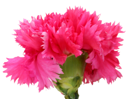 dianthus