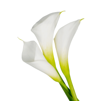 Zanthedeschia