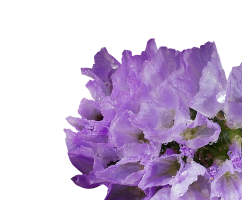 Limonium sinuatum
