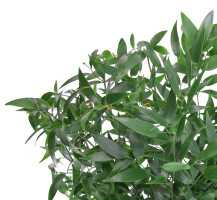 ruscus