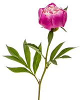 Peonia